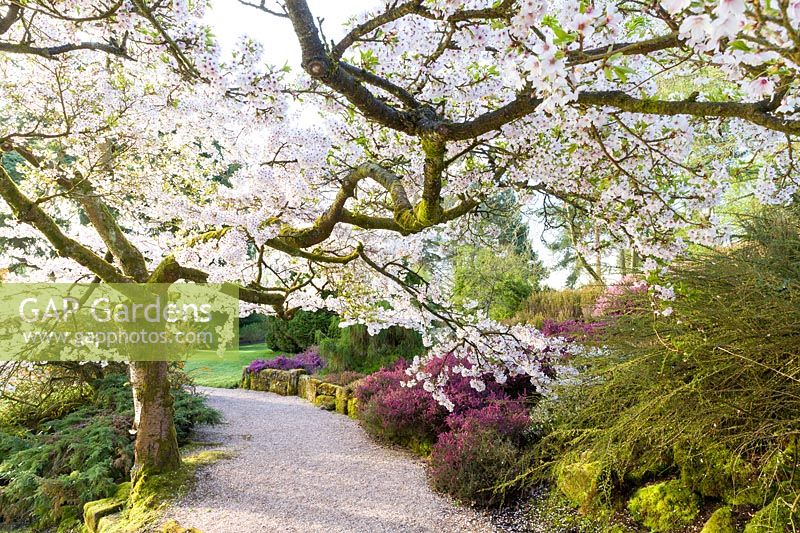 Prunus yedoensis flowers above garden path bordered by shrubbery and heathers in the The Formal Temple Garden at Cholmondeley Castle, Cheshire, UK.