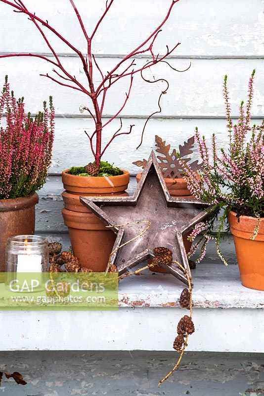 Heathers and Cornus in containers with wooden star, tealights and cones on painted bench.