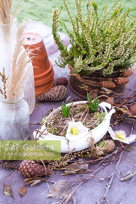 Frosty tablescape with Helleborus flowers, bulbs, cones, Erica and dried ornamental grass. 
