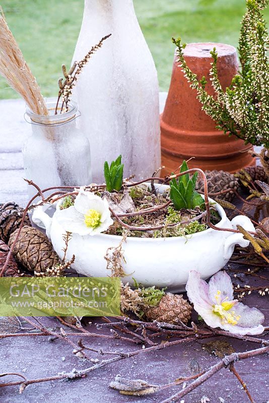 Frosty tablescape with Helleborus flowers, bulbs, cones, Erica and dried ornamental grass.