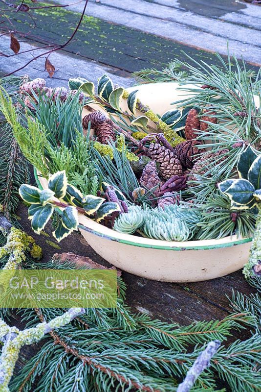 Selection of different conifer foliage and pine cones displayed in enamel bowl. 