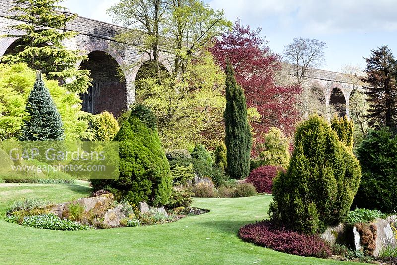 Grass bank with selection of Conifers at Kilver Court Gardens, Shepton Mallet, Somerset. 