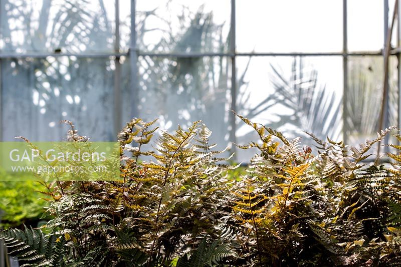 Dryopteris erythrosora 'Brilliance' - copper shield fern