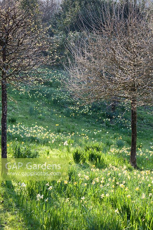 A duo of Corylus colurna - Turkish Hazel - grow in a meadow with flowering Narcissus - daffodils. 
