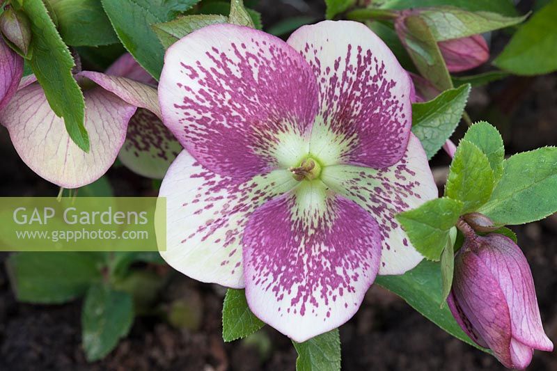 Helleborous 'Hillier Hybrids'