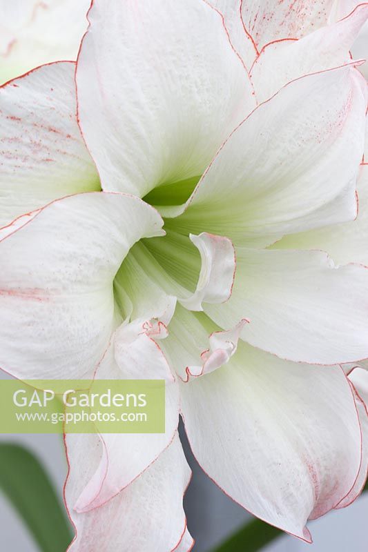 Hippeastrum 'Aphrodite' - Amaryllis 