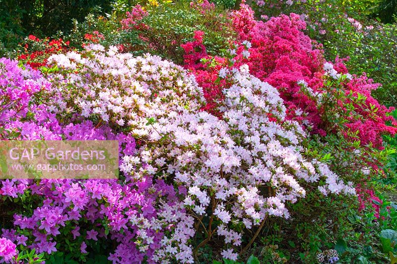 Rhododendron 'Buccaneer, 'Hinode-no-taka', 'Hino Crimson'