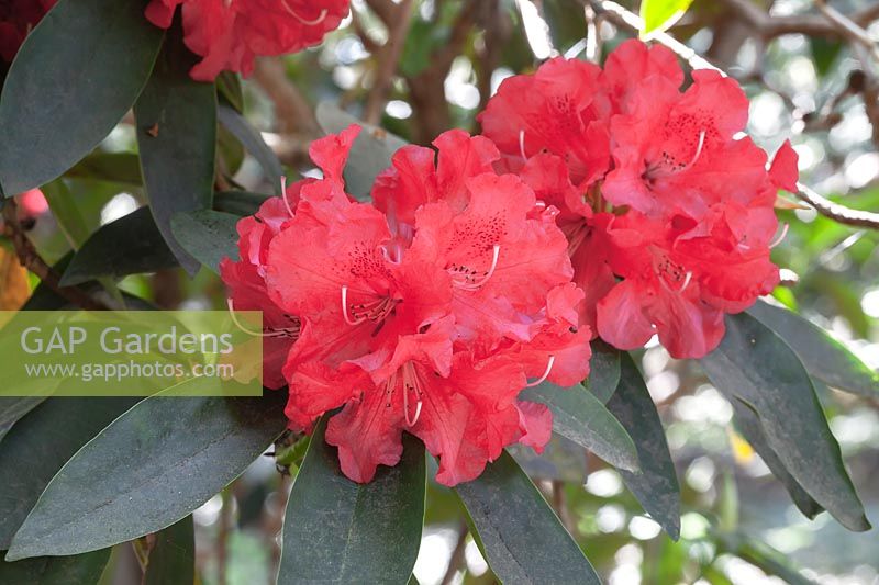 Rhodendron 'Mrs A M Williams'