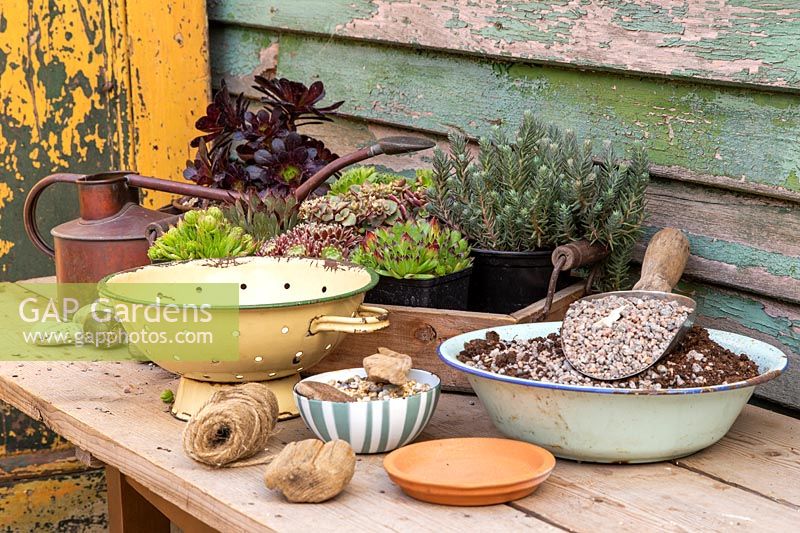 Materials and tools required to make a succulent colander planter