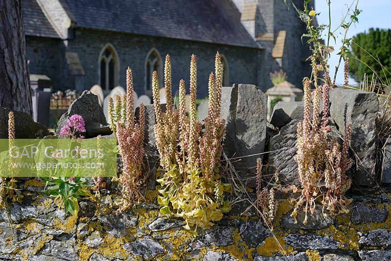 Umbilicus rupestris -  Wall Pennywort or Navelwort, Wales, UK