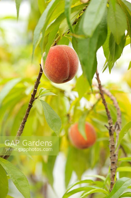 Prunus persica 'Bonanza- Peach fruits in polytunnel, Wales, UK
