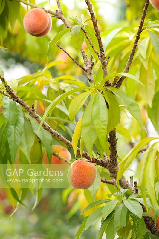Prunus persica 'Bonanza' - Peach fruits in polytunnel, Wales, UK