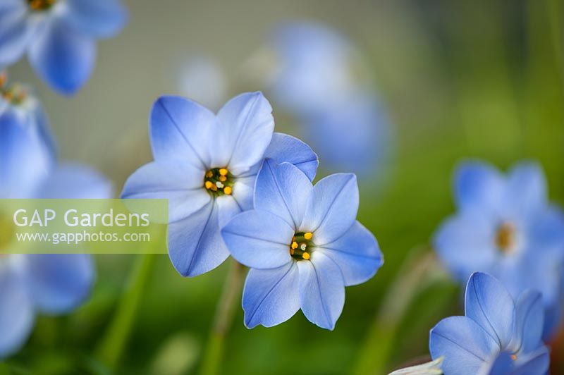 Tristagma uniflorum 'Rolf Fiedler', London, UK