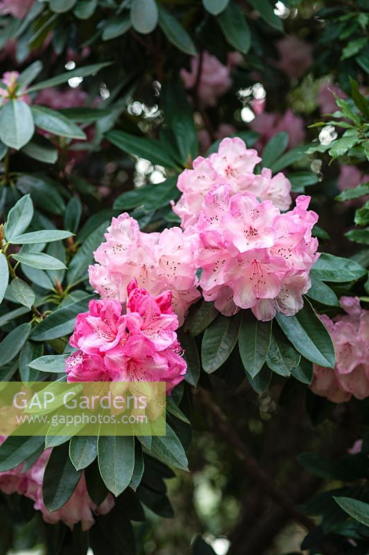 Rhododendron 'Dame Nellie Melba'