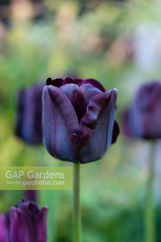 Tulip 'Paul Scherer'