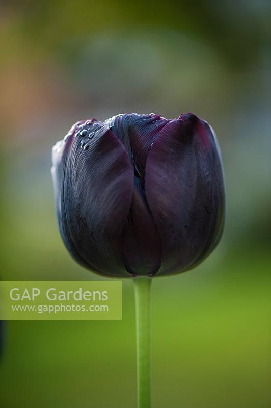 Tulip 'Paul Scherer', Hampshire, UK