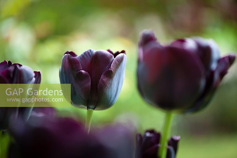 Tulip 'Paul Scherer', Hampshire, UK