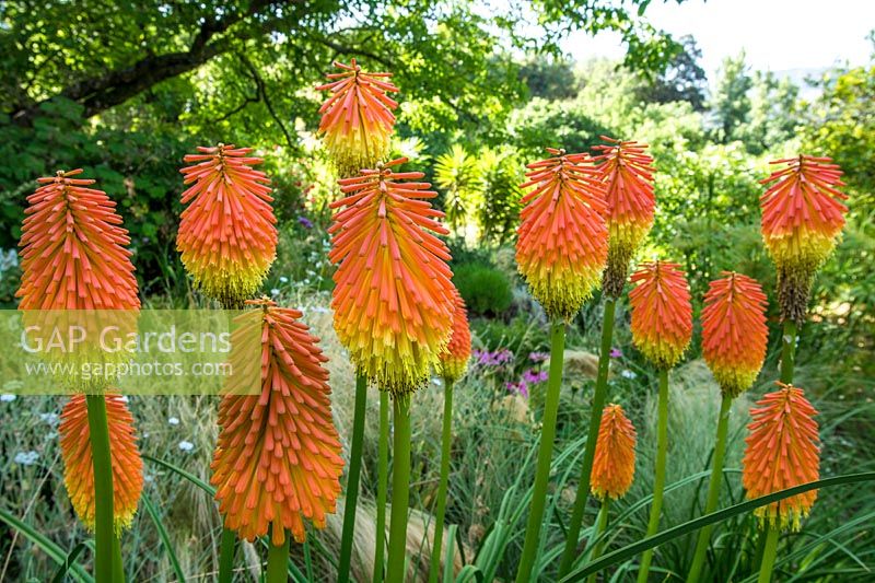 Kniphofia Rooperi - Red Hot Poker