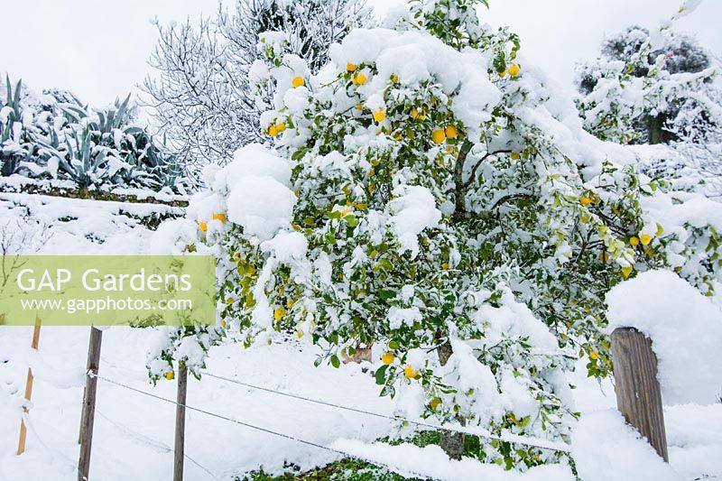Citrus x limon - Lemon tree - in fruit under heavy snowfall.