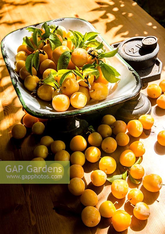 A kilo of 'Golden Japan' plums on the scales. 