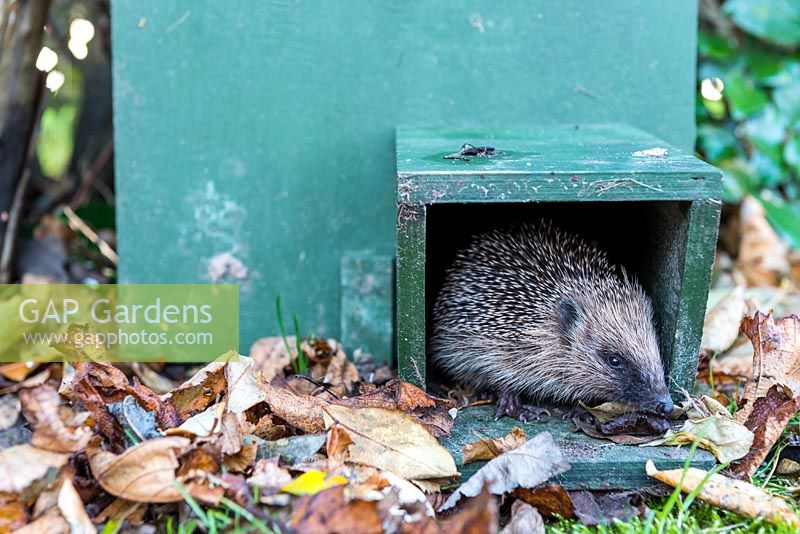 Young hedgehog coming out of his shelter.