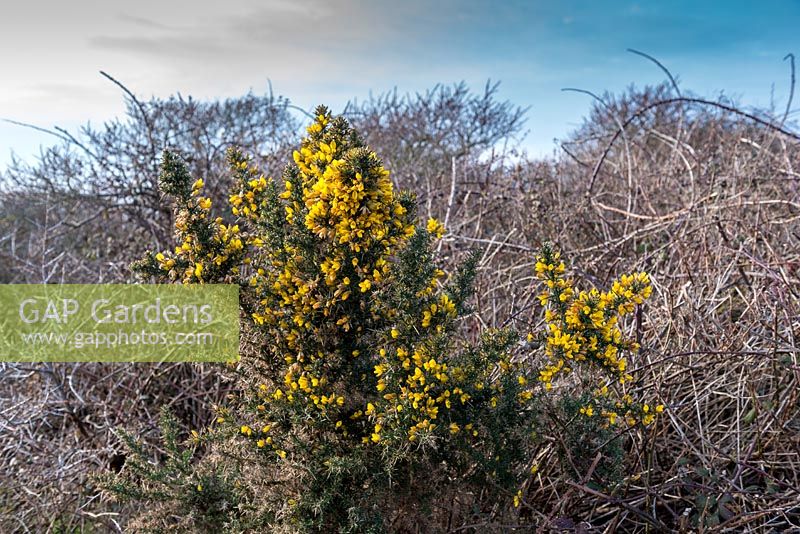 Ulex europaeus - common gorse