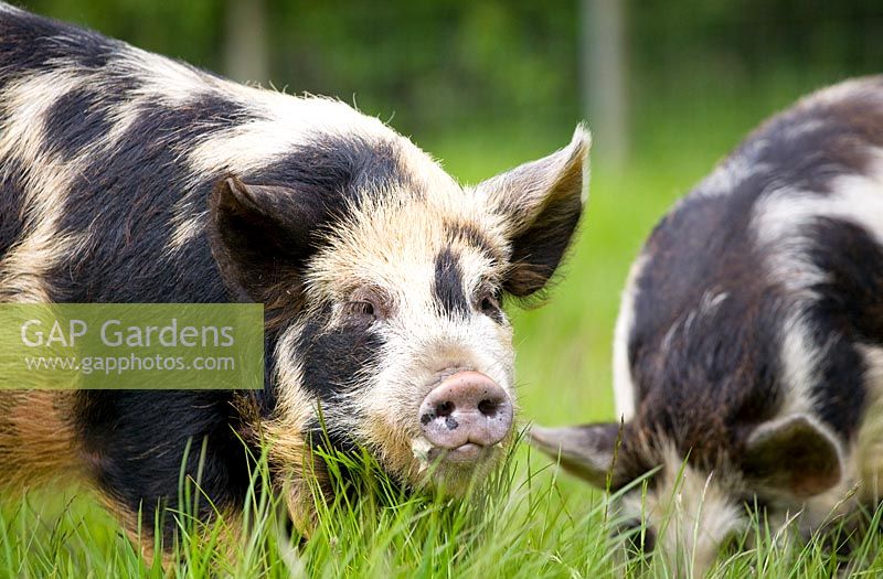 Kunekune pigs - native to New Zealand, East Lothian, Scotland, UK