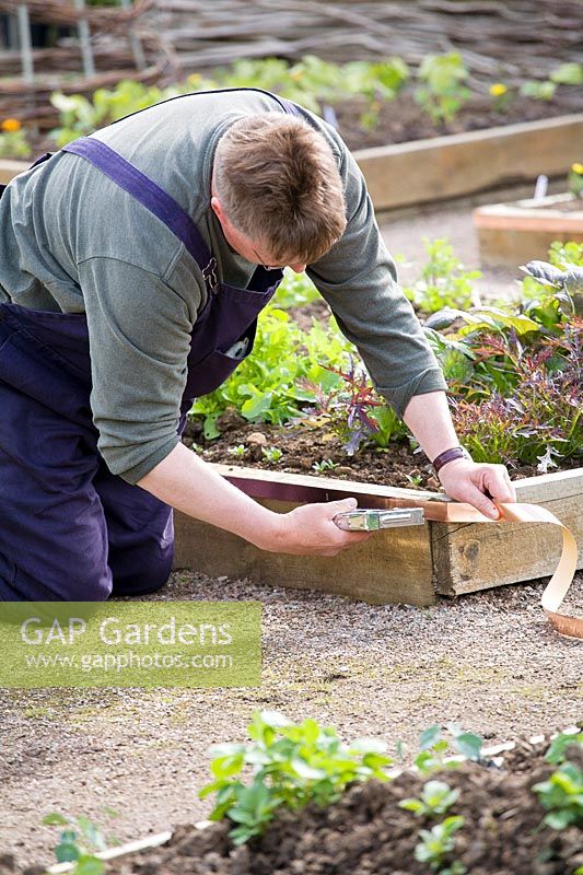 Gardener Guy Donaldson adding copper strip slug deterrent to raised beds, East Lothian, Scotland, UK
