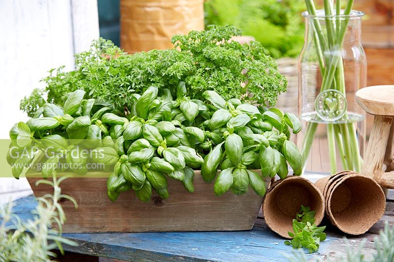 Basil and parsley growing in a trough