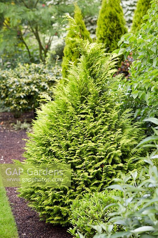 Chamaecyparis lawsoniana 'Sunny Smile'