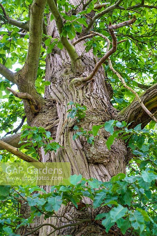 Bark of a Castanea sativa - Sweet chestnut