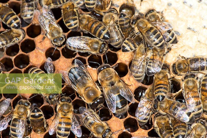 Honey bee colony showing female worker bees and drones on brood chamber comb