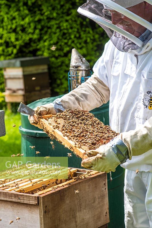 Beekeeper inspecting brood chamber on a honey bee hive