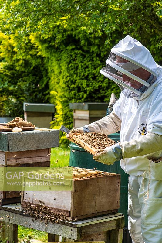 Beekeeper inspecting brood chamber on a honey bee hive