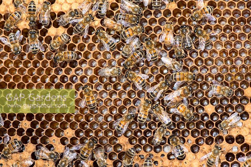 Honey Bee colony showing female worker bees on brood chamber comb