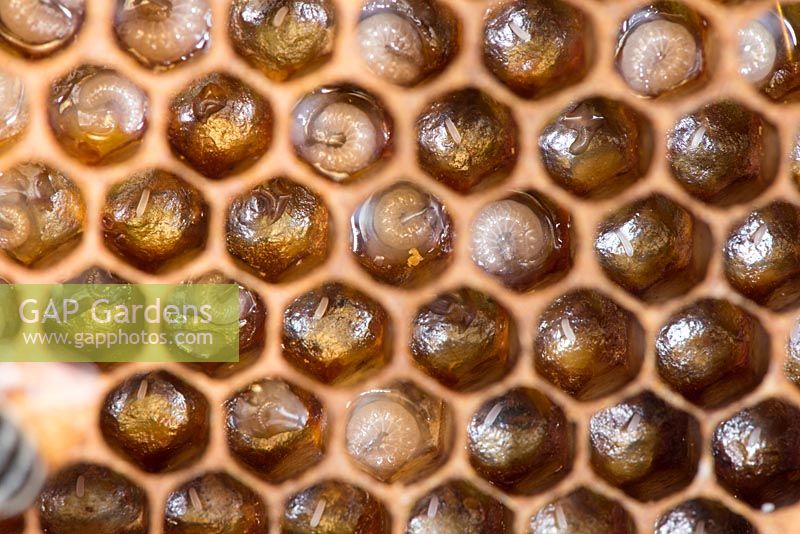 Close up view of Honey Bee comb showing larvae in cells