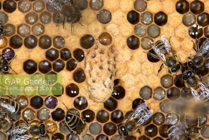 Honey bee comb showing the queen bee cell