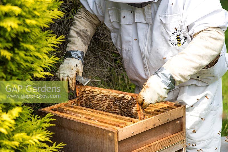 Beekeeper inspecting brood chamber on a honey bee hive