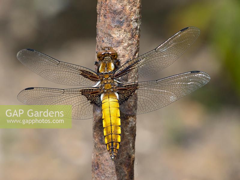 Libellula depressa -  dragon fly