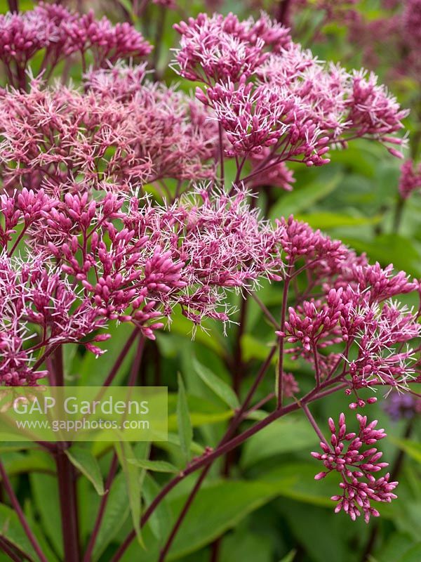 Eupatorium purpureum - grass root