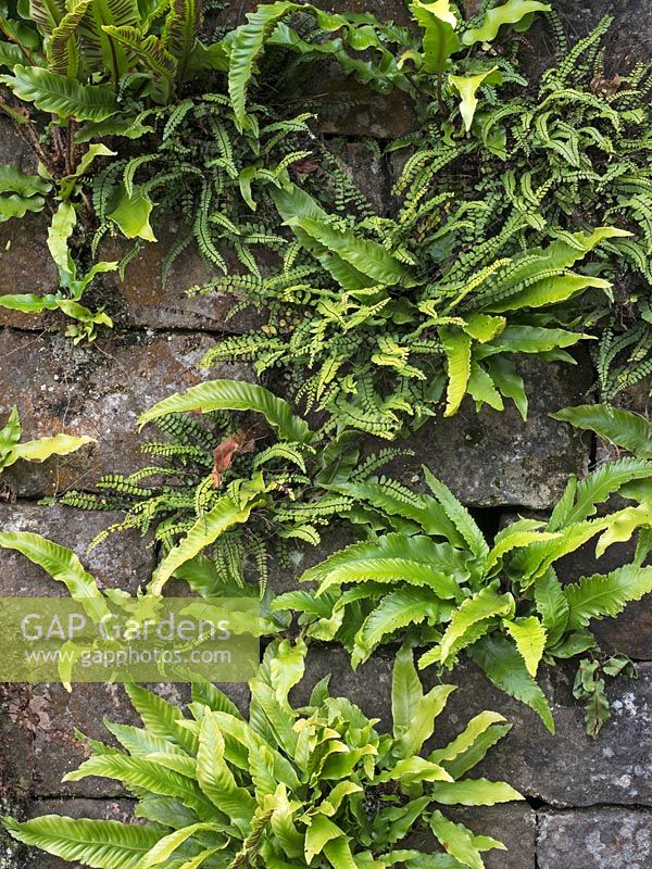 Asplenium trichomanes and Asplenium scolopendrium growing in cracks in stone wall.