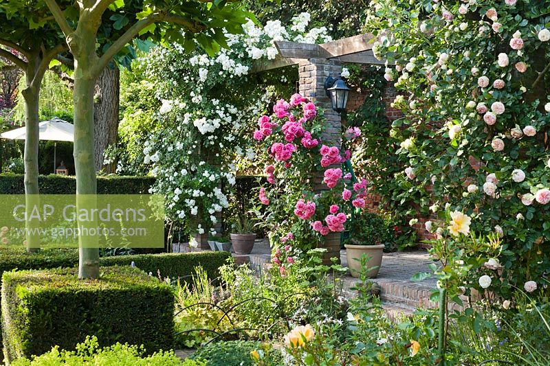 A variety of climbing roses, including Rosa 'Rosarium Uetersen', Rosa 'Eden'  and Rosa 'Guirlande d'Amour'