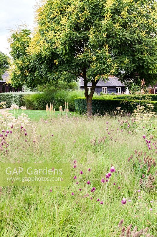 View of informal meadow planting at Bury Court Gardens, Hampshire, UK. 