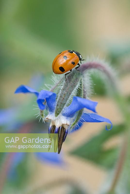 Ladybird on Borago officinalis - Borage 