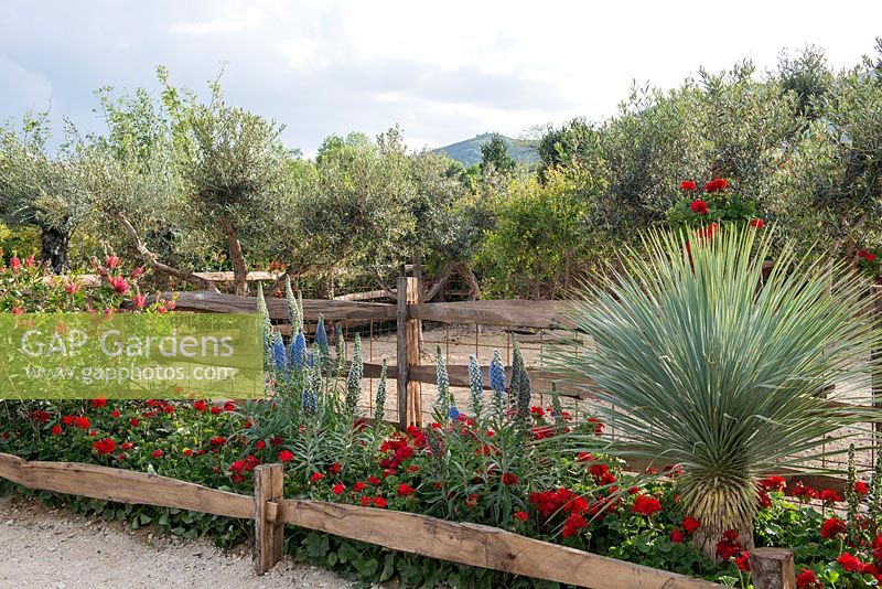 Yucca rostrata and Echium candicans underplanted with red Pelargonium  - 'Billy's Cave', RHS Malvern Spring Festival, 2018. 