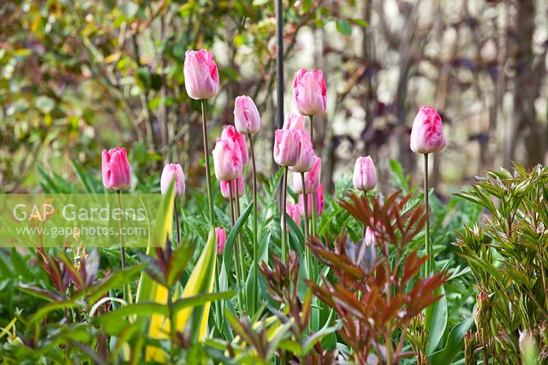 Tulipa 'Mata Hari' flowering on long stems above the emerging foliage of herbaceous plants 