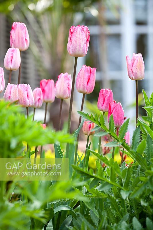 Tulipa 'Mata Hari'