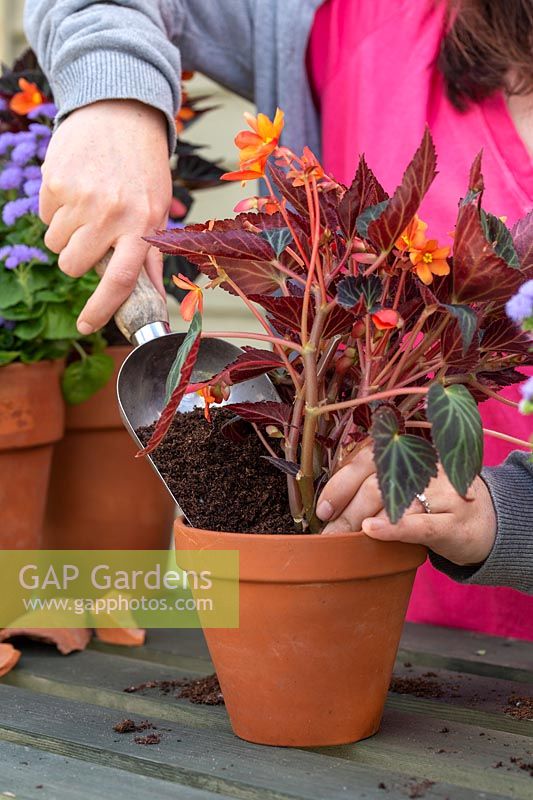 Woman backfilling potted Begonia 'Glowing Embers' with compost.