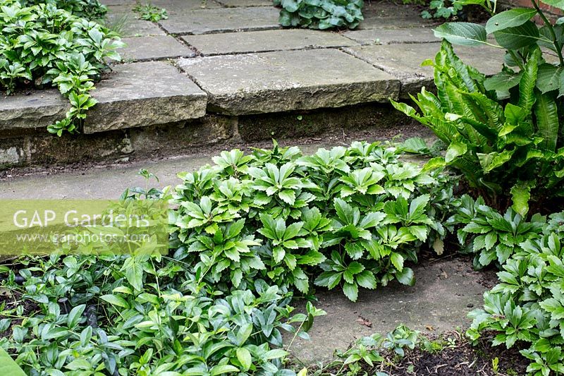 Pachysandra terminalis growing through paving stones and steps in small 
back garden