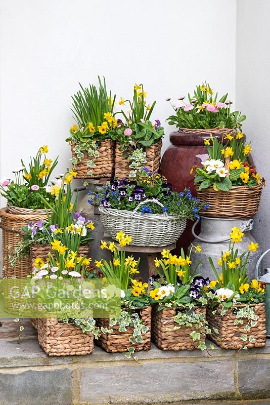 wicker baskets with mixed planting of Narcissus 'Tete-a-Tete' - dwarf daffodils
, Primula - primroses, bellis daisies and Viola 'Honey Bee', 'Yellow Blotch' 
and 'Rose Wing'. In central basket, Lithodora diffusa, Viola 'Mickey' and 
Primula Gold-Laced Group